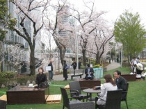 東京ミッドタウン 桜カフェ